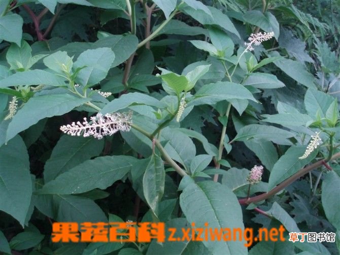 木通的功效与作用