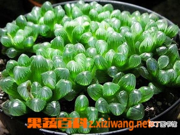 姬玉露的种植与养护方法