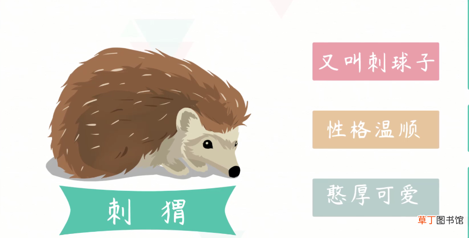 小刺猬吃什么