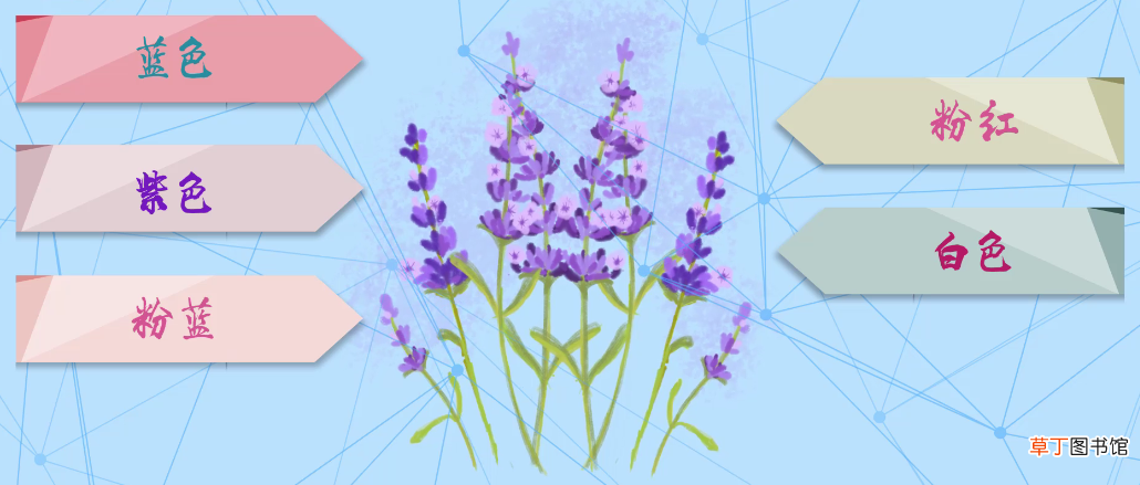 薰衣草的花语