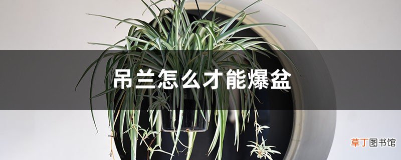吊兰怎么才能爆盆，吊兰爆盆怎么修剪