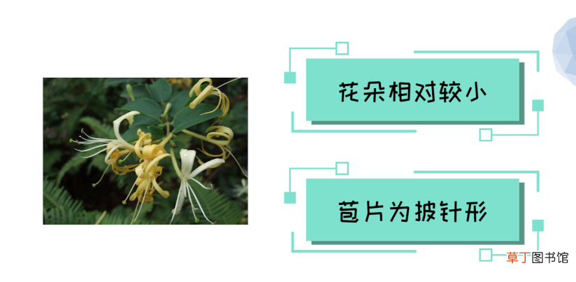 山银花和金银花的区别