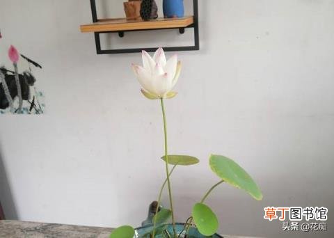 碗莲冬天会开花吗 碗莲多久开花
