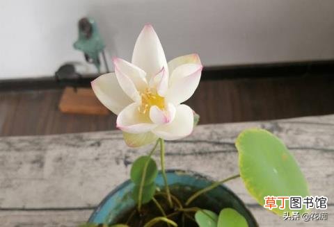 碗莲冬天会开花吗 碗莲多久开花