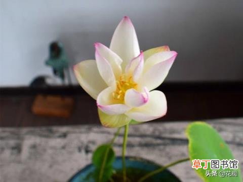 碗莲冬天会开花吗 碗莲多久开花