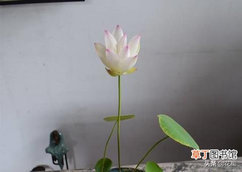 碗莲冬天会开花吗 碗莲多久开花