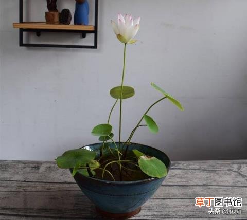 碗莲冬天会开花吗 碗莲多久开花