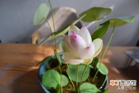 碗莲冬天会开花吗 碗莲多久开花