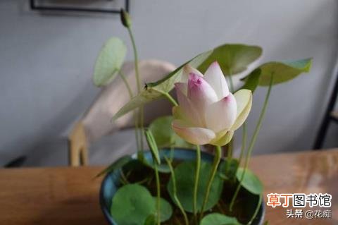 碗莲冬天会开花吗 碗莲多久开花