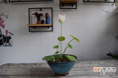 碗莲冬天会开花吗 碗莲多久开花