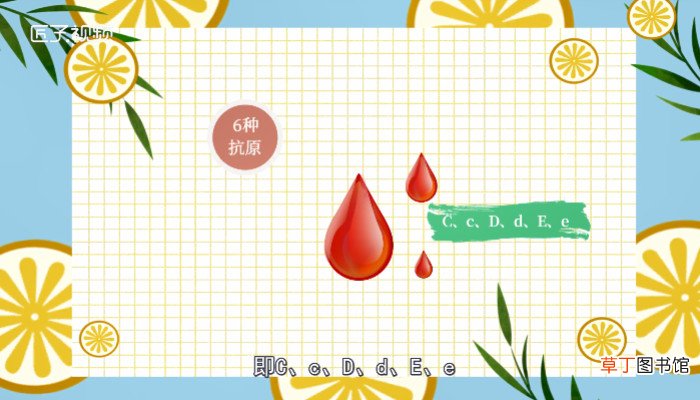 d rh血型阳性是什么意思