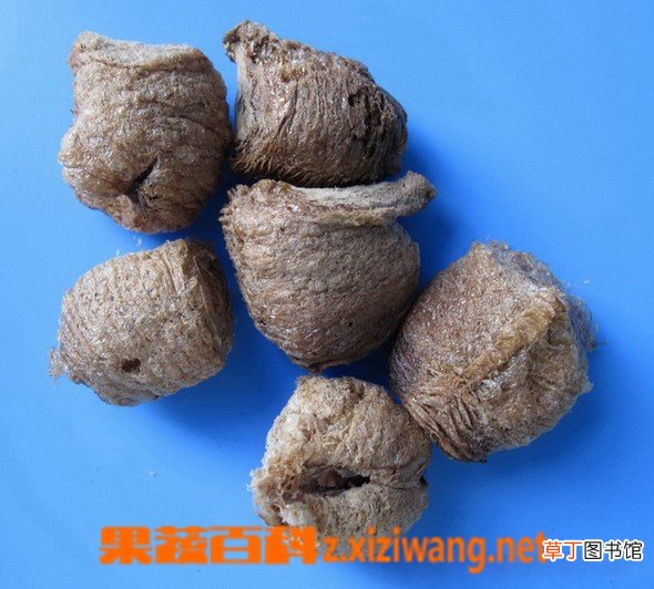 桑螵蛸的功效与作用