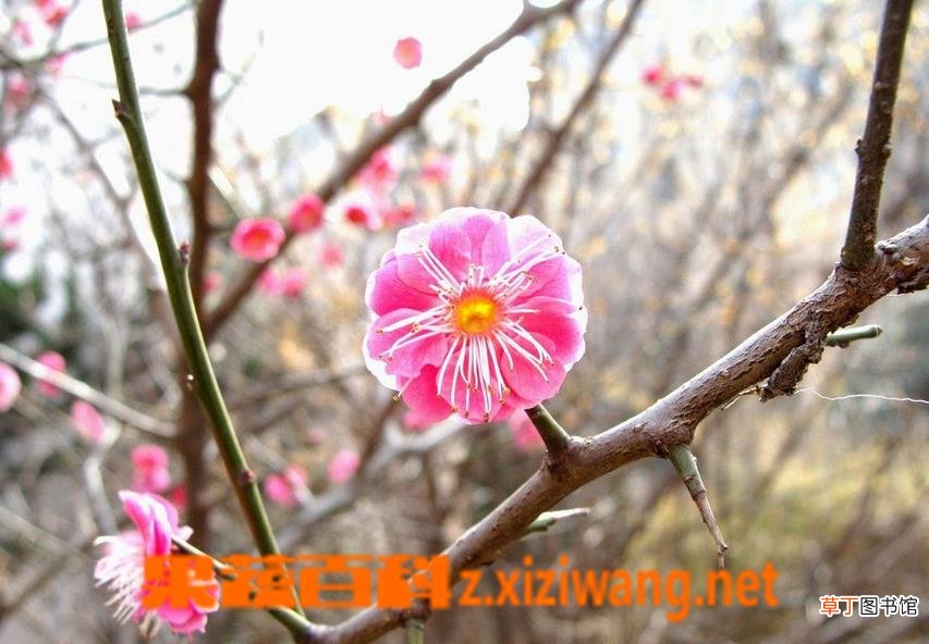 宫粉梅如何养殖 宫粉梅的养殖方法