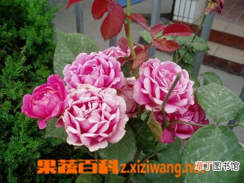 盆栽月季花的养殖方法