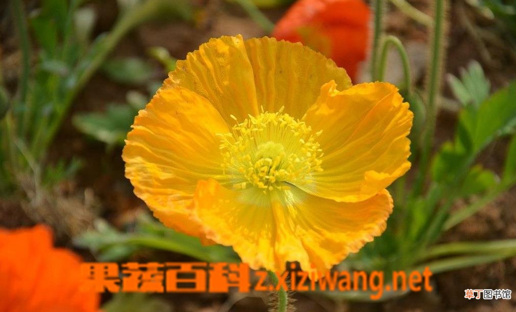 冰岛虞美人的繁殖方法和养殖注意事项