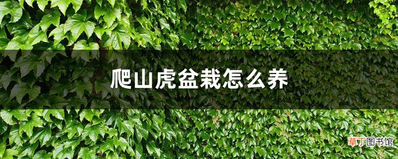爬山虎盆栽怎么养，怎么浇水