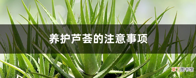 养护芦荟的注意事项，芦荟观赏性好吗
