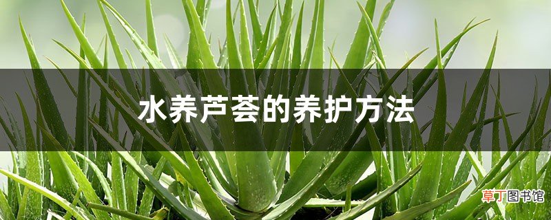 水养芦荟的养护方法，水养芦荟好吗