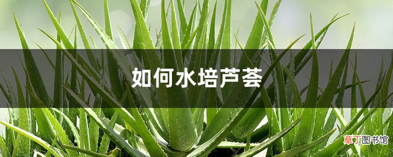 如何水培芦荟，后期养护注意什么
