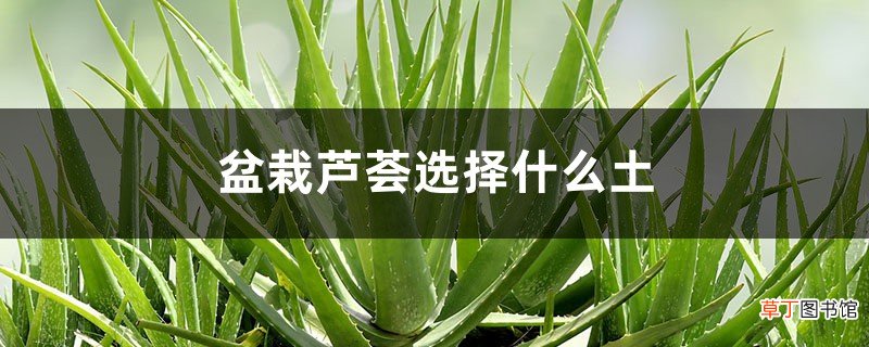 盆栽芦荟选择什么土，如何养护芦荟