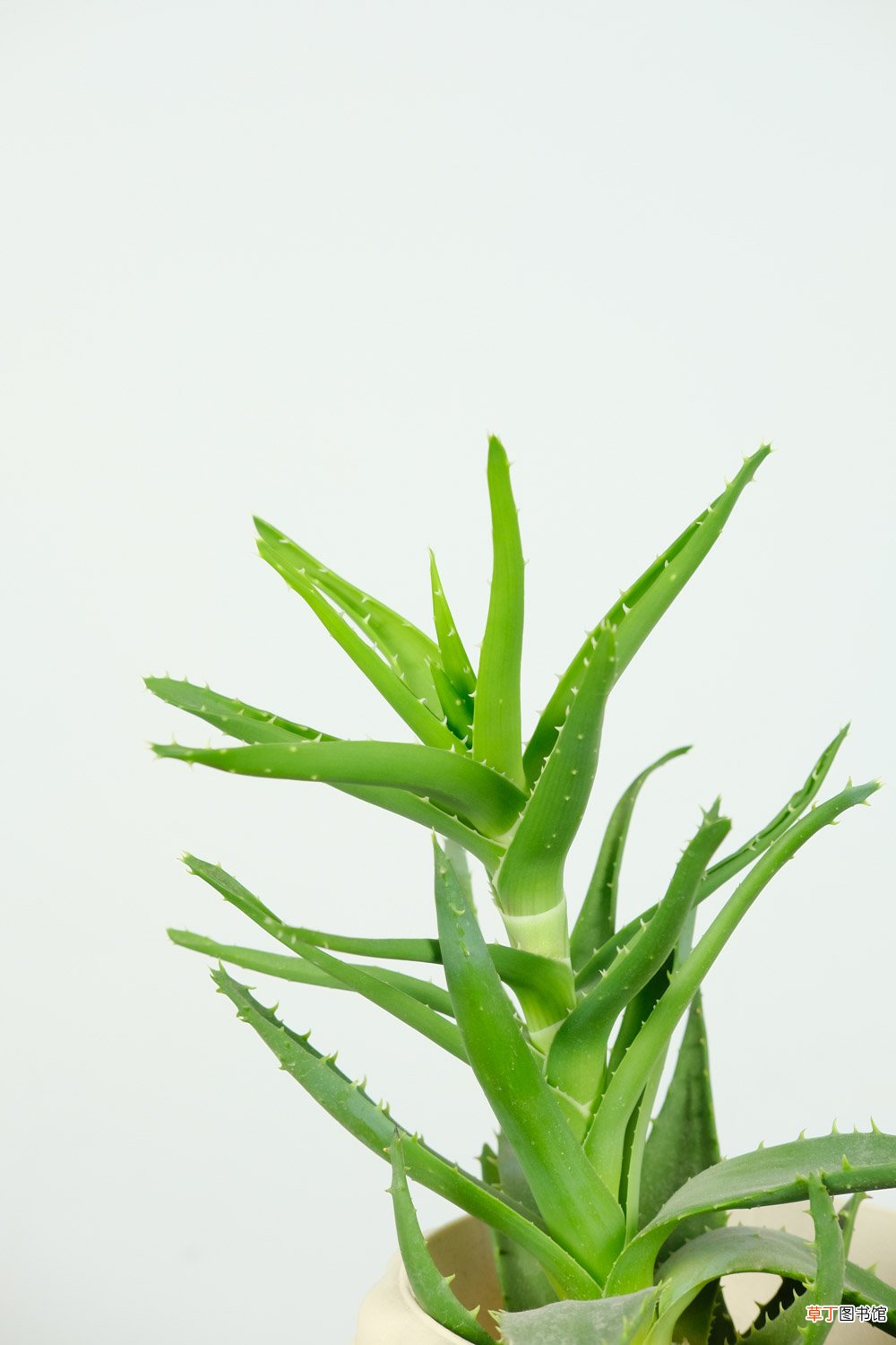 盆栽芦荟选择什么土，如何养护芦荟