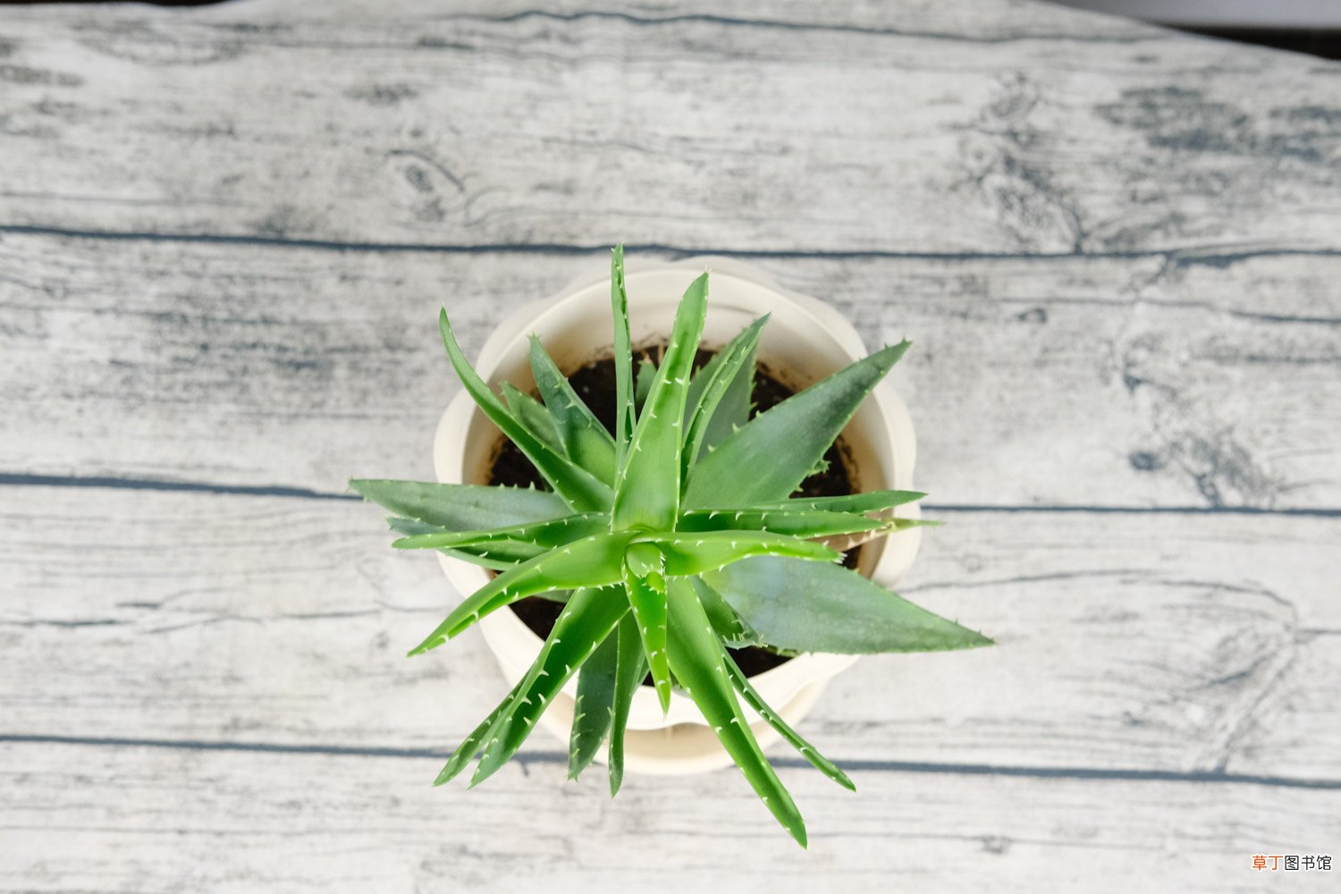 芦荟一般怎么进行繁殖，芦荟好养吗