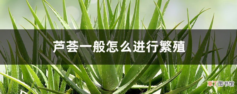 芦荟一般怎么进行繁殖，芦荟好养吗