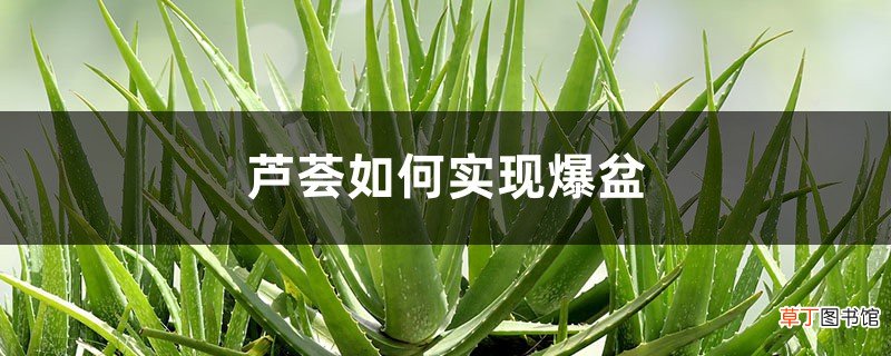 芦荟如何实现爆盆，爆盆后能分盆吗