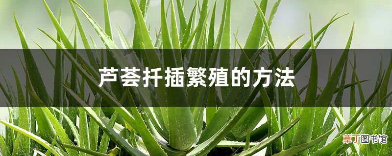 芦荟扦插繁殖的方法，扦插后如何管理