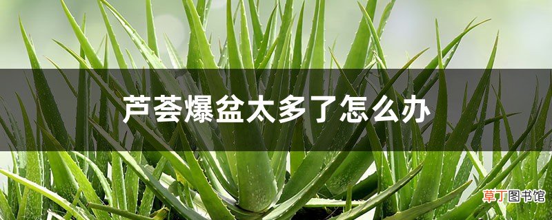芦荟爆盆太多了怎么办,对芦荟生长有影响吗