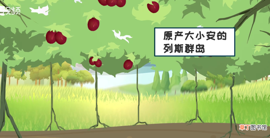 百香果是什么