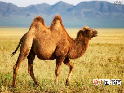 赔偿300万是真的吗 开车撞死骆驼要承担什么责任