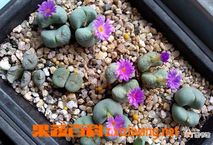 肉锥花蜕皮如何断水 肉锥花的蜕皮过程