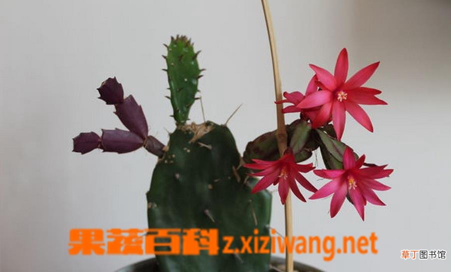 令箭荷花如何嫁接 令箭荷花的嫁接方法技巧