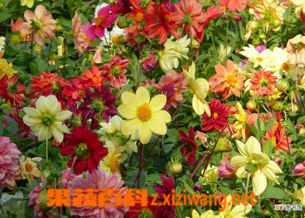 大丽花种球水培操作图解