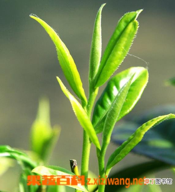 茶树精油的功效与作用