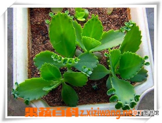 落地生根花有毒吗 落地生根花的繁殖方法