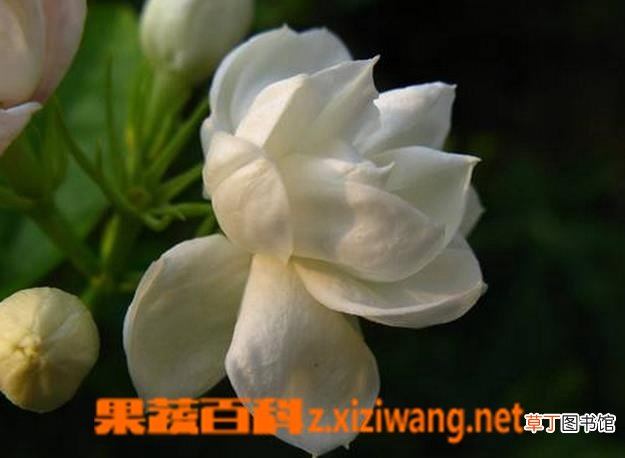 铁茉莉如何养殖 铁茉莉的养殖方法