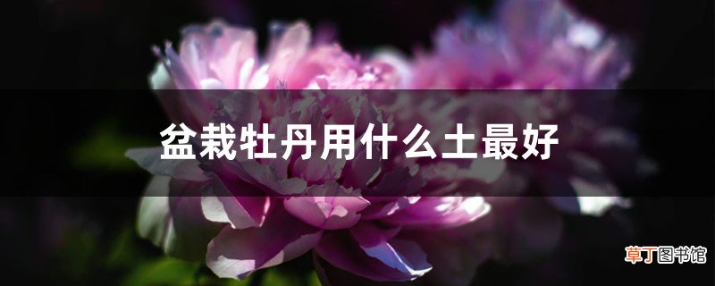 盆栽牡丹用什么土最好，配土方法