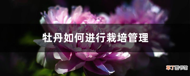 牡丹如何进行栽培管理，牡丹栽培与管理