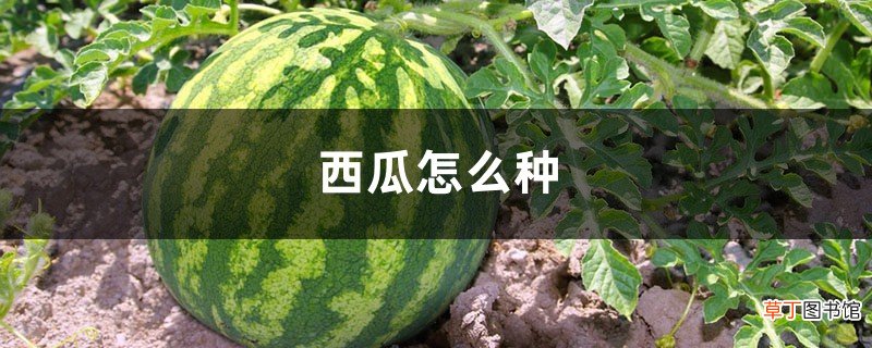 西瓜怎么种，种植技术介绍
