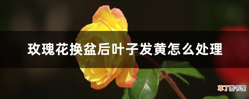 玫瑰花换盆后叶子发黄怎么处理，换盆以后不发新枝怎么办