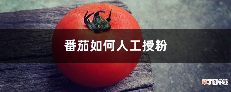番茄如何人工授粉，怎样给大棚番茄授粉