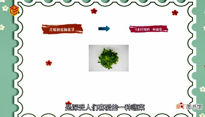 苦菊又叫什么