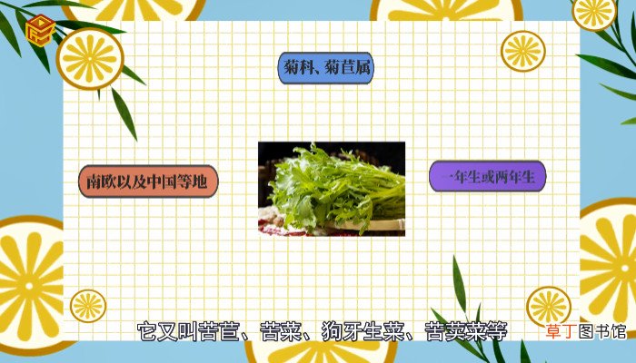 苦菊又叫什么