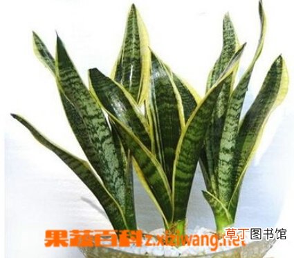 金边虎皮兰如何养殖 金边虎皮兰的养殖方法技巧