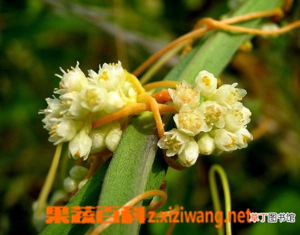 菟丝子的功效