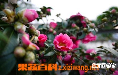 茶花如何养殖 茶花的养殖方法技巧