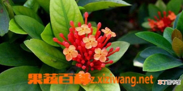 龙船花如何养 龙船花的养殖方法