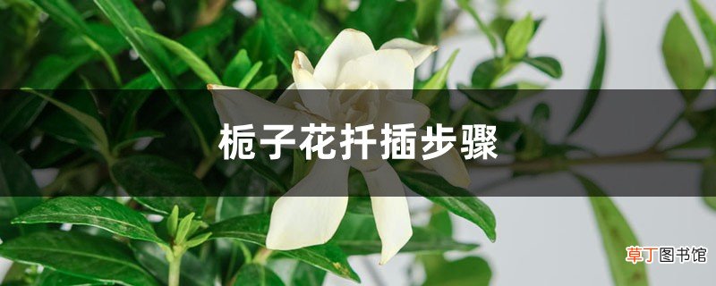 栀子花扦插步骤，栀子花扦插时间